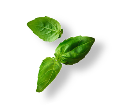 foglie di basilico